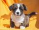 Welsh corgi cardigan